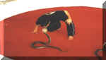snakefarm2003-04_700x400_small.jpg (2236 bytes)